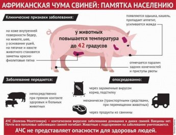 Внимание!  Африканская чума свиней