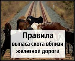 Уважаемые жители пгт. Оловянная, содержащие в личном подсобном хозяйстве поголовье КРС